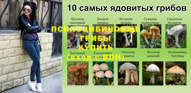 Галлюциногенные грибы GOLDEN TEACHER  купить   Грозный 