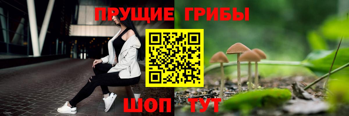 Псилоцибиновые грибы Psilocybe  Псилоцибиновые грибы GOLDEN TEACHER  Грозный 